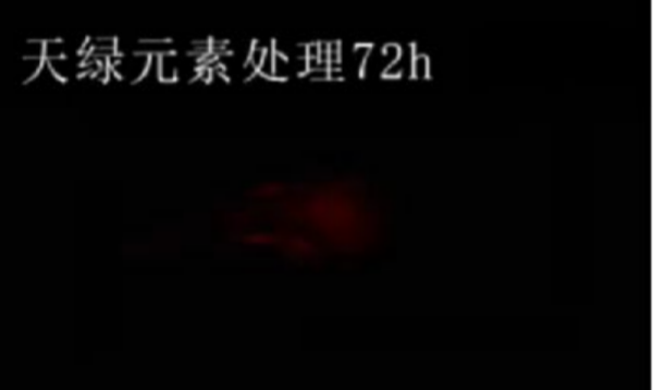 斑马鱼实验天绿元素处理-72h.png
