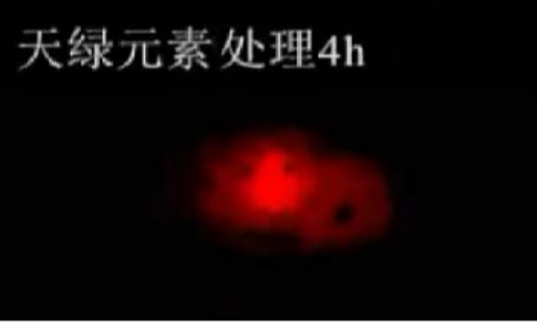 斑马鱼实验天绿元素处理-4h.png