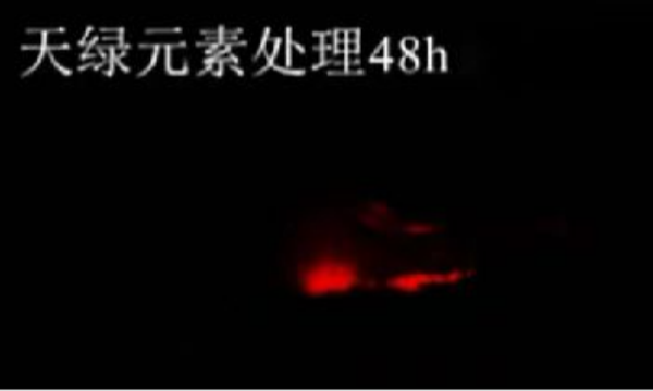 斑马鱼实验天绿元素处理-48h.png
