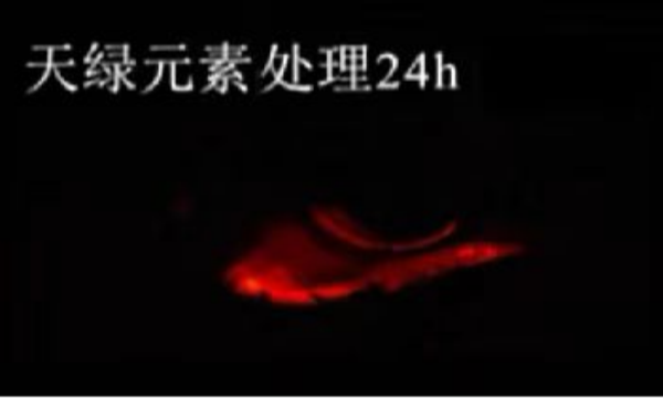 斑马鱼实验天绿元素处理-24h.png