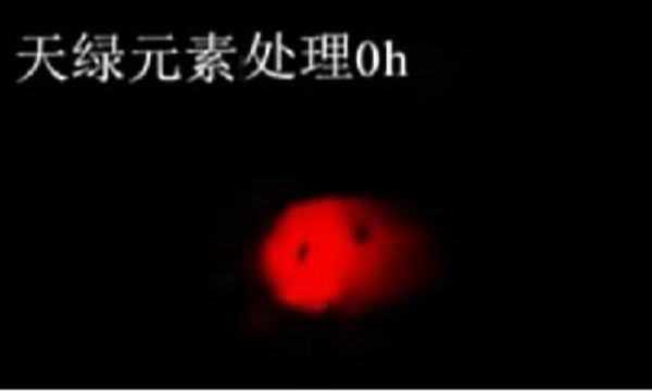 斑马鱼实验天绿元素处理-0h.png
